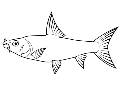 Tor Mahseer (Tor Tor) Coloring Page